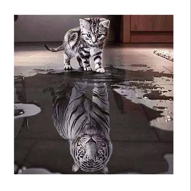 Diamond Painting 5D 30x30cm (35x35cm) Kitten with Tiger Reflection