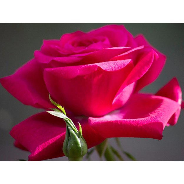 Diamond Painting 5D 40x30cm (35x45cm) Red Rose