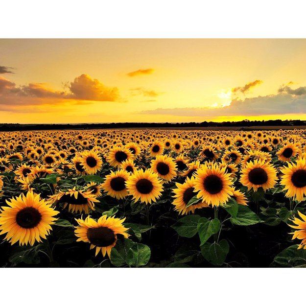 Diamond Painting 5D 40x30cm (45x35cm) Sunflower Field at Sunset