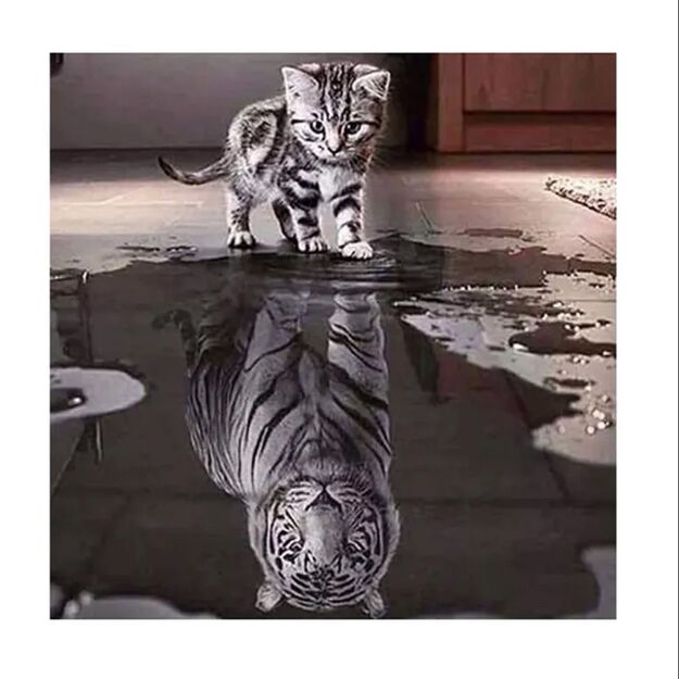Pilno dėliojimo mozaikinė dėlionė 30x30cm (35x35cm) kačiukas, tigras